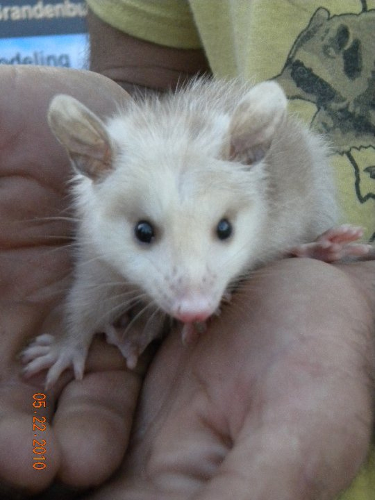 Opossum removed by Suburban Wildlife Control